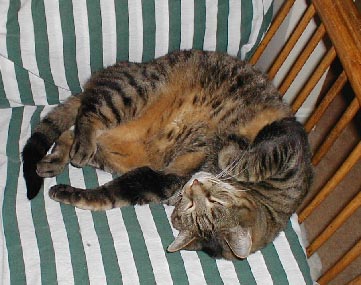 Link to My Cats