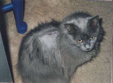scar