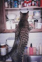 search