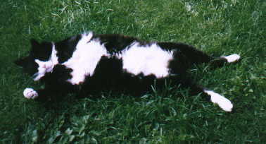 bob picture