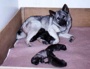 jodi picture