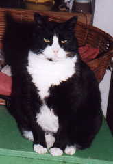 bobby picture
