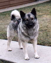 jodi picture