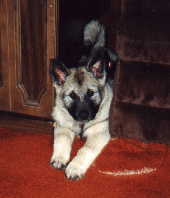  mandy picture