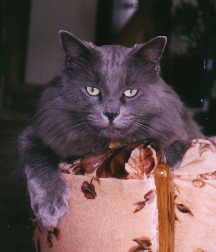 smoky picture