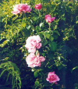 This rose is called 'Fragrant Memory'.