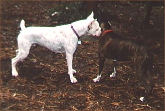 Boomer and Maddy, quiet?