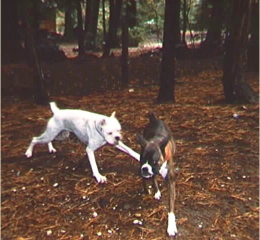 Boomer & Maddy, see them run!