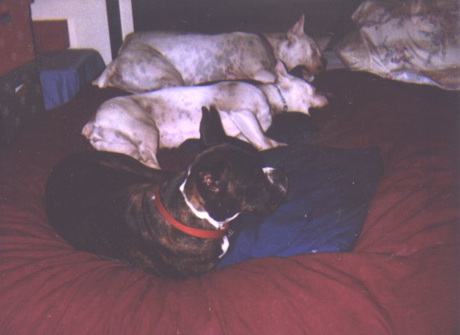 A three dog night
