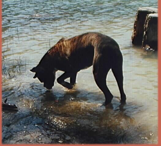 Checking for sunken treasure.