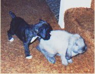 G.G. at ten weeks with Thumper