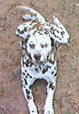 duke