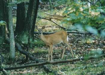 white-tailed deer