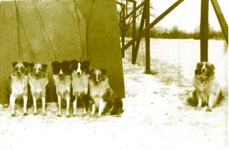 larkpups2.jpg (18303 bytes)