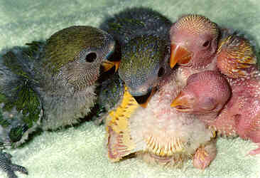 love bird babies 1