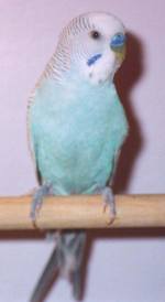 male
