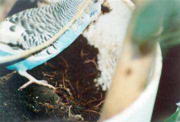 Budgie named Budgie digging in a pot