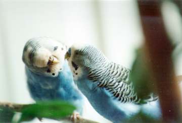 Budgie and Twilight