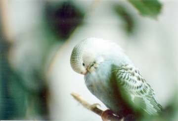 Chickenhawk