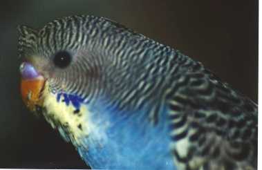 click here to see more pictures of this bird