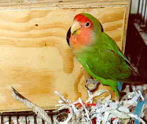 cuddles at her nestbox