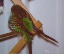male wraps his tail around female