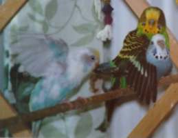 another bird intrudes