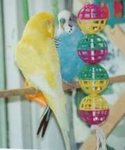 lutino & friend & toys