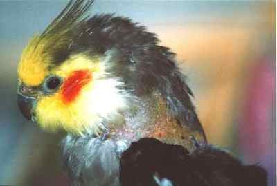subcutaneous emphysema (puffed up air sacs) cause this bird to pluck