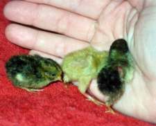 baby button quail