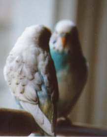 spangled budgie