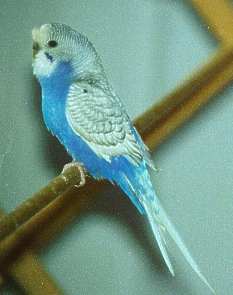 Spangled budgie