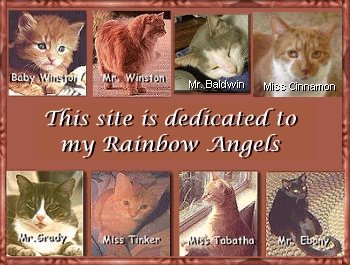 Rainbow Angels Banner