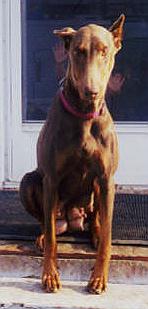 GRACIE