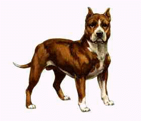 PITBULL.jpg (5019 bytes)