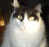 Bandit the Turkish Van