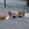 peek-a-boo