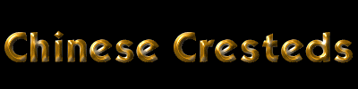 Chinese Cresteds