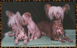 Daisy, Chiang, & Spike