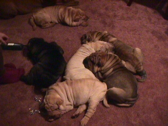 Shar-pei pups/98