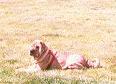 Boguays' Carmella