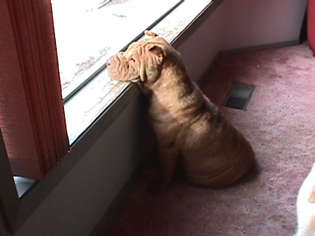 Coco looking for her Daddy