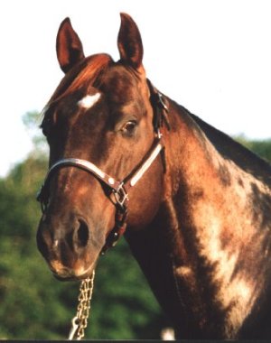 Zephyr head shot