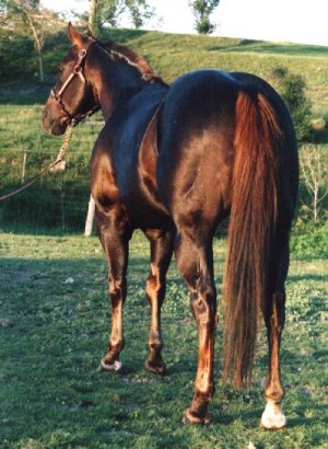 Zephyr rear shot