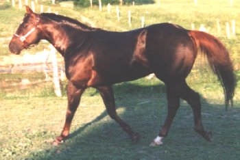 Zephyr loose