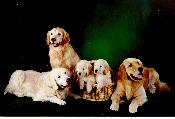 Goldens