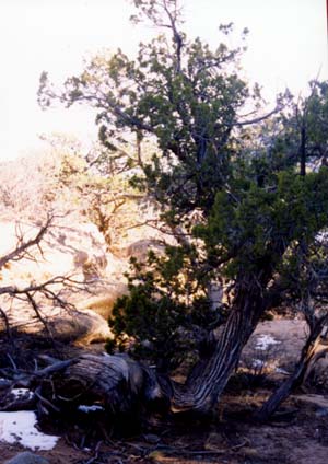 Pinon pine