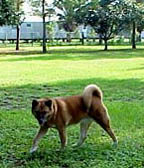 My dog Kuma