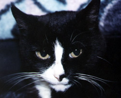 Kitty