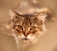 mama cat